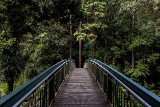 Forest bathing